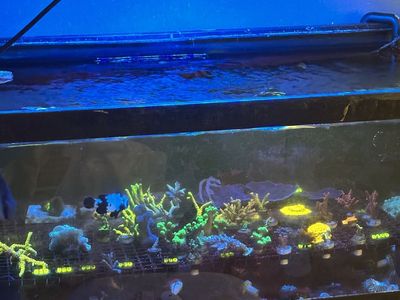Coral frags great prices