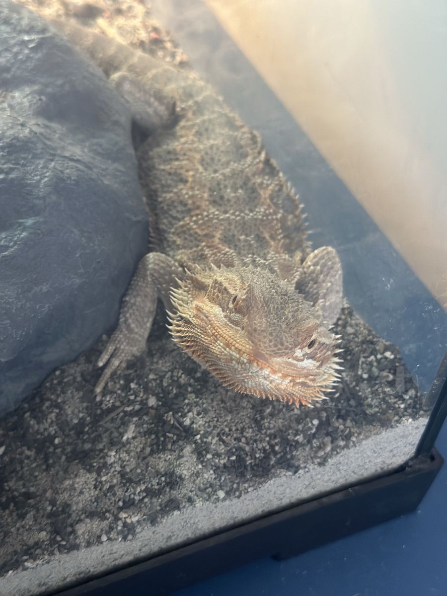Bearded dragon with full set up 