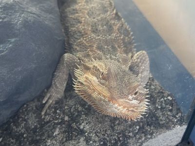 Bearded dragon with full set up