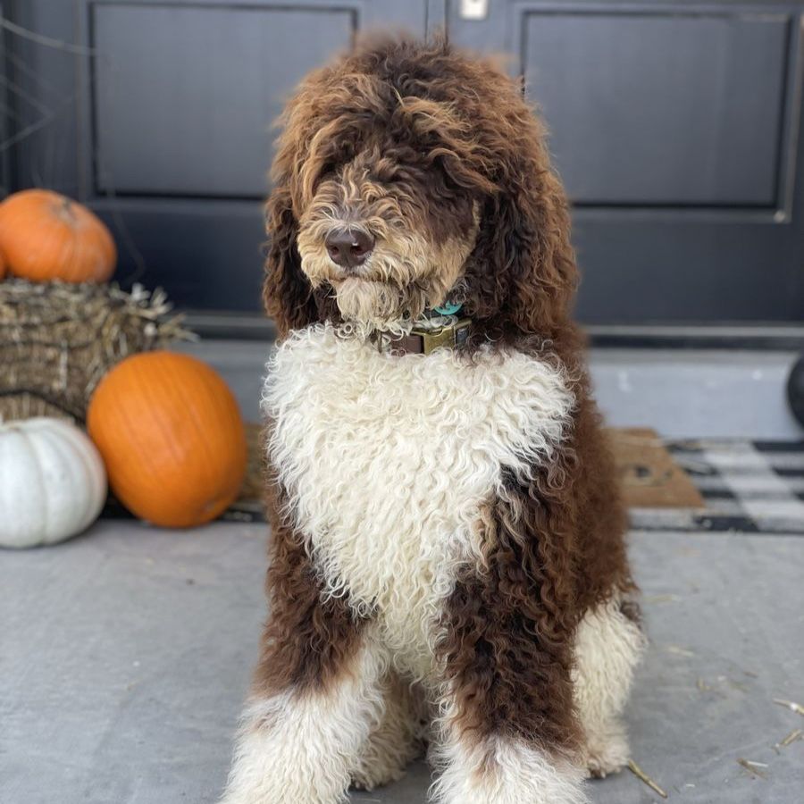 AKC Purebred Chocolate Phantom Parti Poodle (Tri Color)