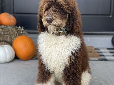 AKC Purebred Chocolate Phantom Parti Poodle (Tri Color)