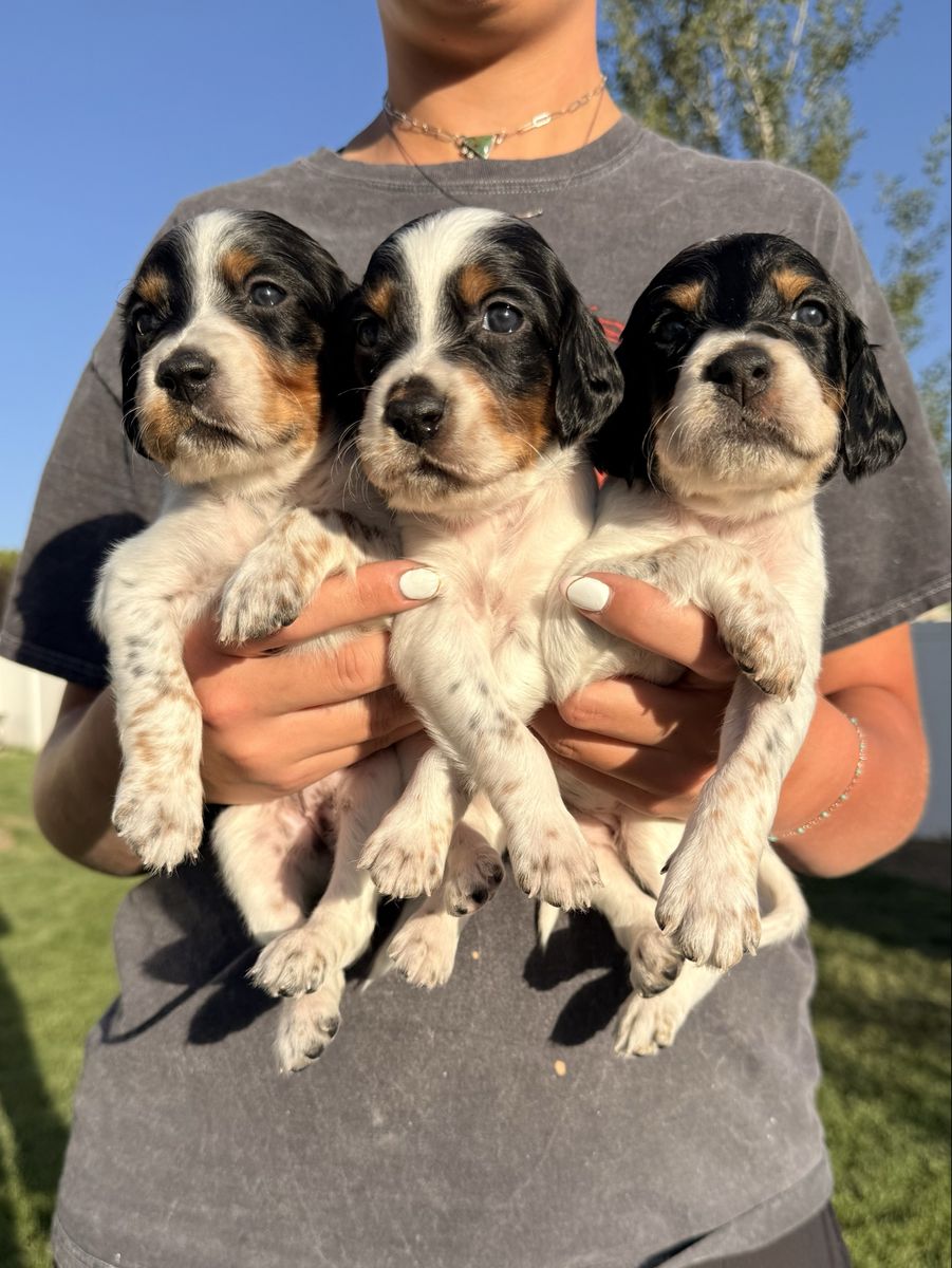 FDSB Llewellin Setter Puppies!