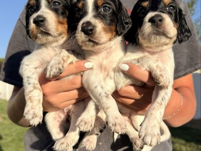 FDSB Llewellin Setter Puppies!