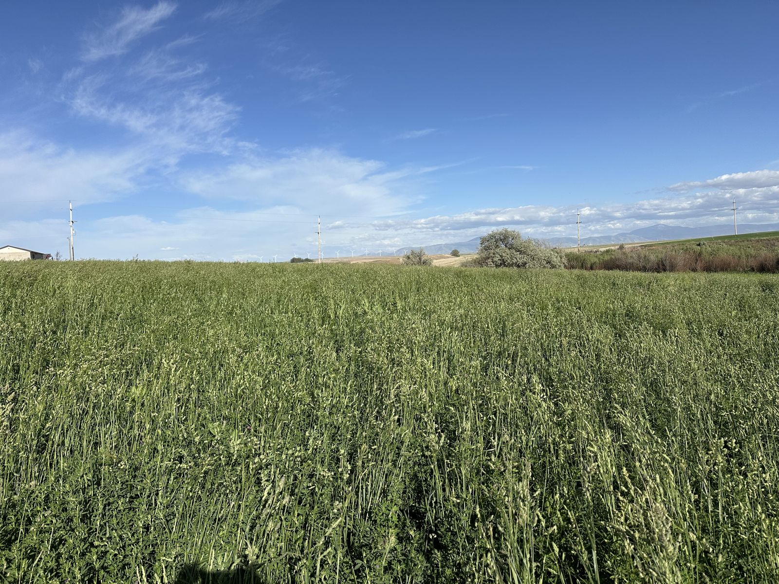 Grass Hay Bales
