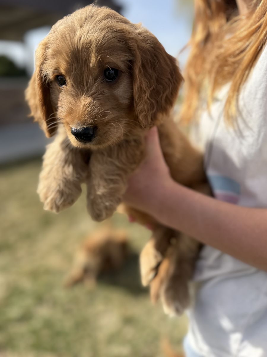 Irish Goldendoodle Puppies