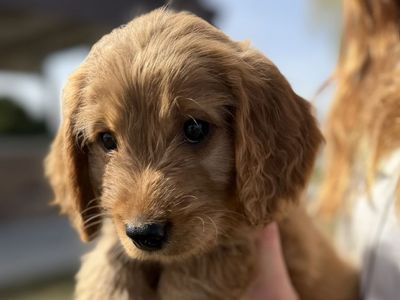 Irish Goldendoodle Puppies