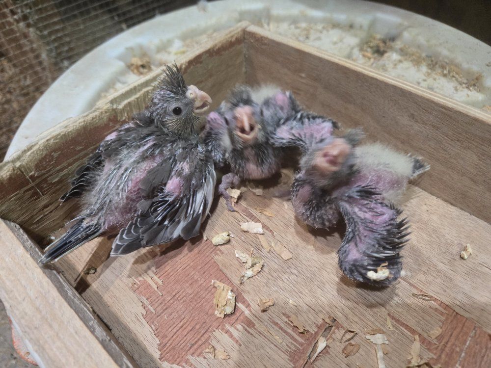 baby cockatiels