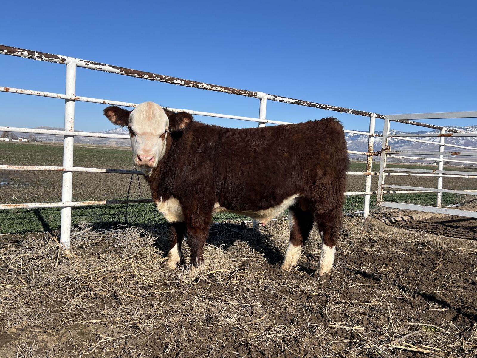 Registered Hereford Bulls & Heifer