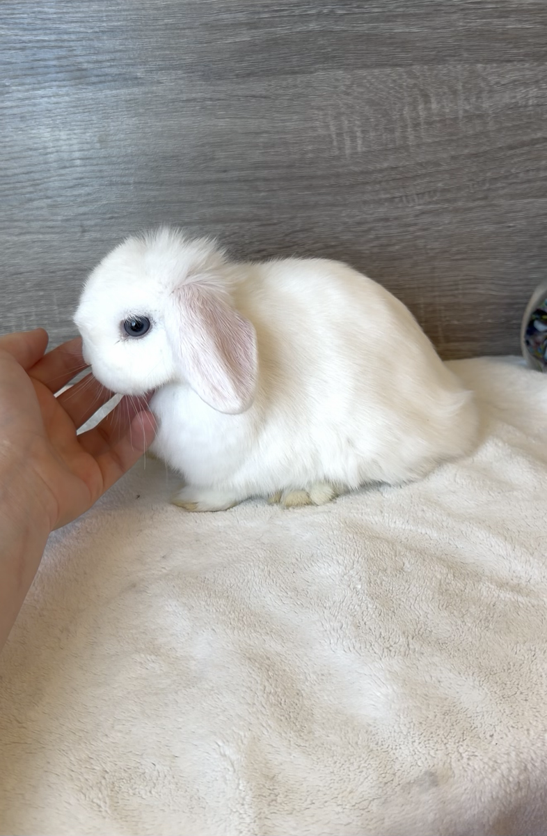 Gentle Holland Lop Doe
