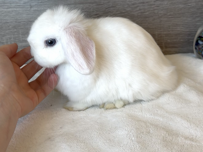 Gentle Holland Lop Doe