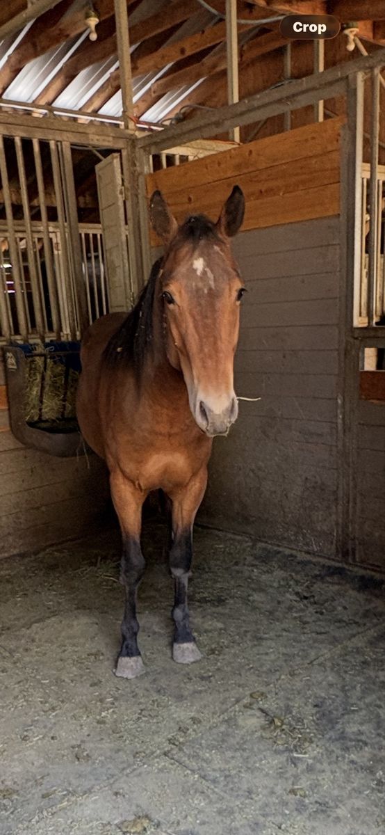Approx 2 yo Bay Grade Gelding Project “Bonsai”