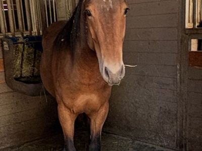 Approx 2 yo Bay Grade Gelding Project “Bonsai”