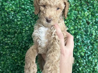 Standard Poodles 11 Weeks Old 1 Male available.