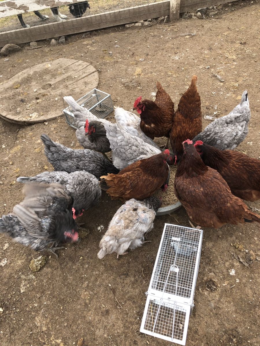 Hens