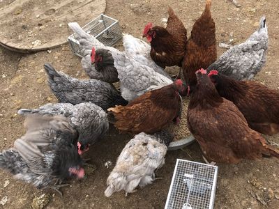 Hens