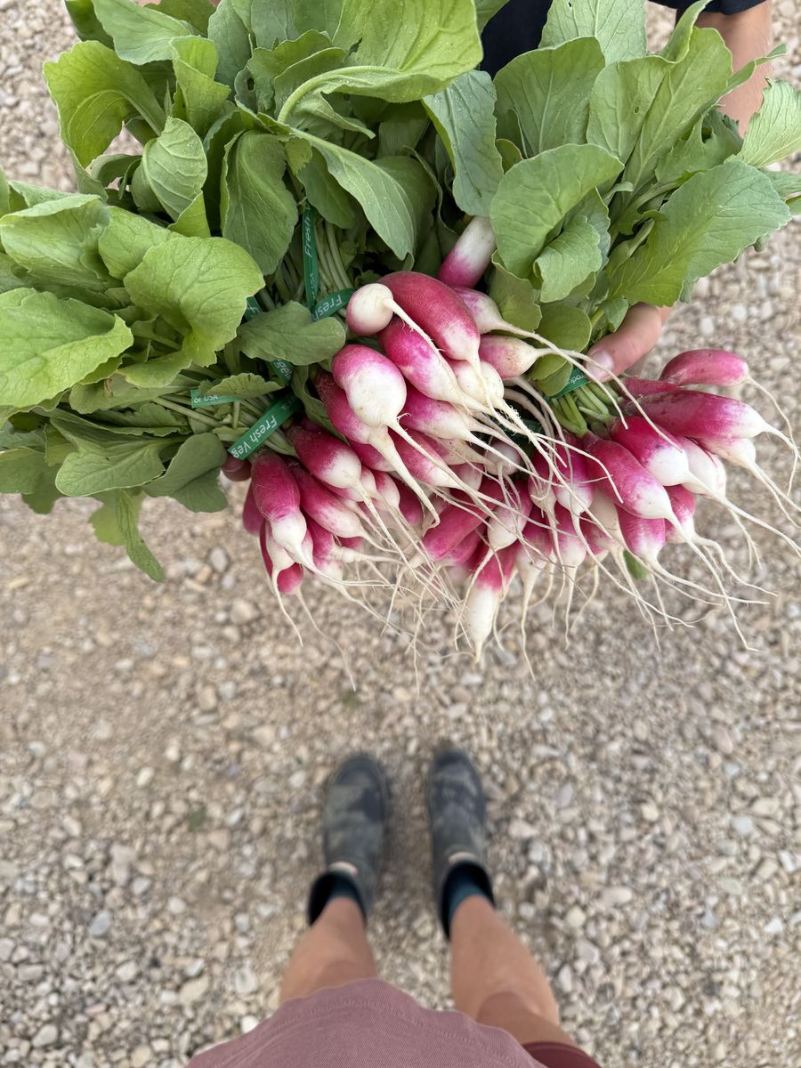 Fresh Locally Grown Radishes & Garlic Scapes - Seasonal Produce