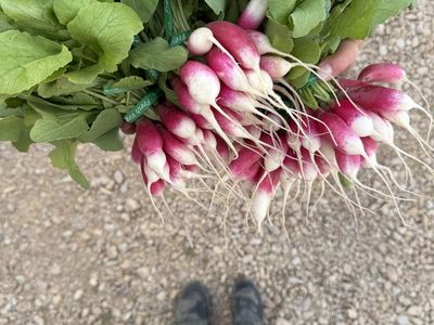 Fresh Locally Grown Radishes & Garlic Scapes - Seasonal Produce