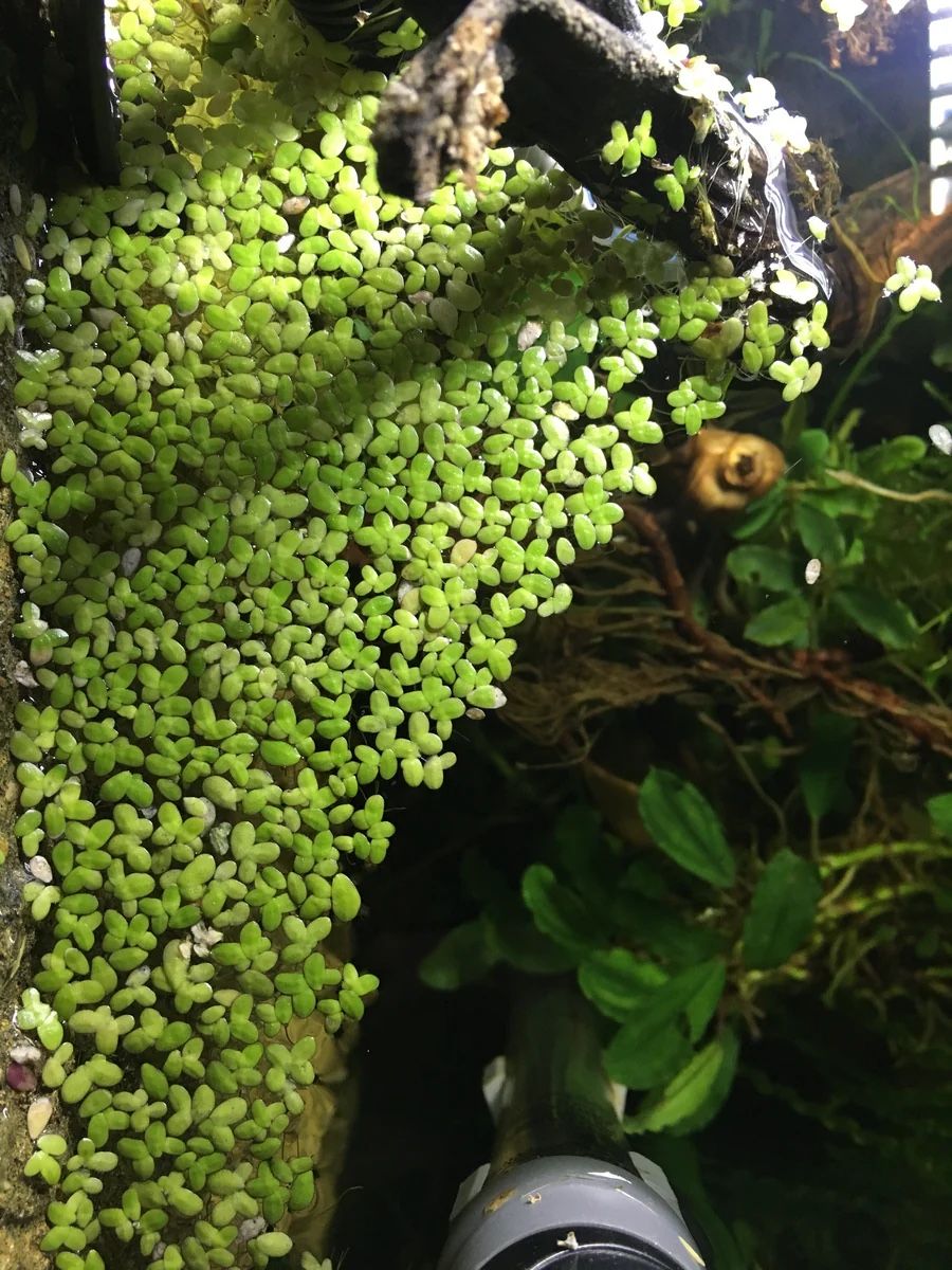 Duckweed (Freshwater Aquarium Plant) for sale!