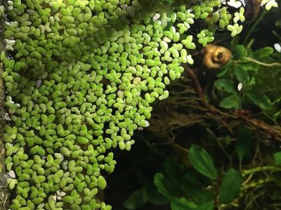 Duckweed (Freshwater Aquarium Plant) for sale!