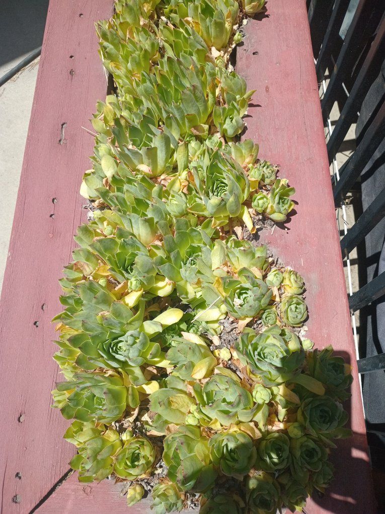Hens & Chicks Plants