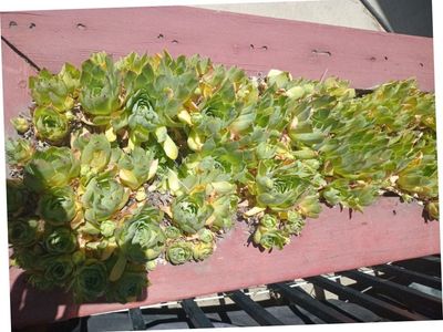 Hens & Chicks Plants