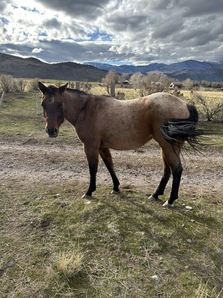 Coming 3Year Old AQHA Filly
