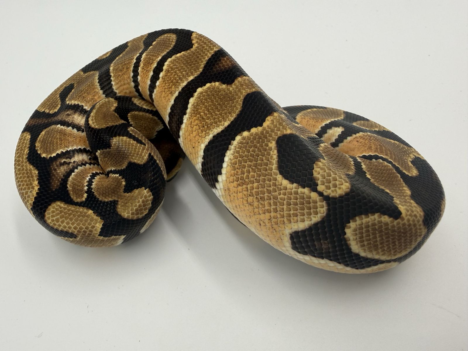 Female: HI Orange Dream 50% Het Pied
