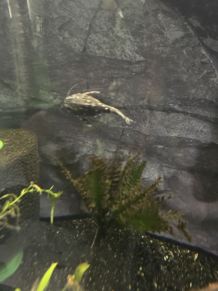Catfish Spotted Raphael