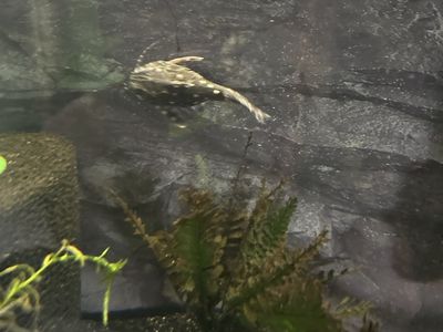 Catfish Spotted Raphael