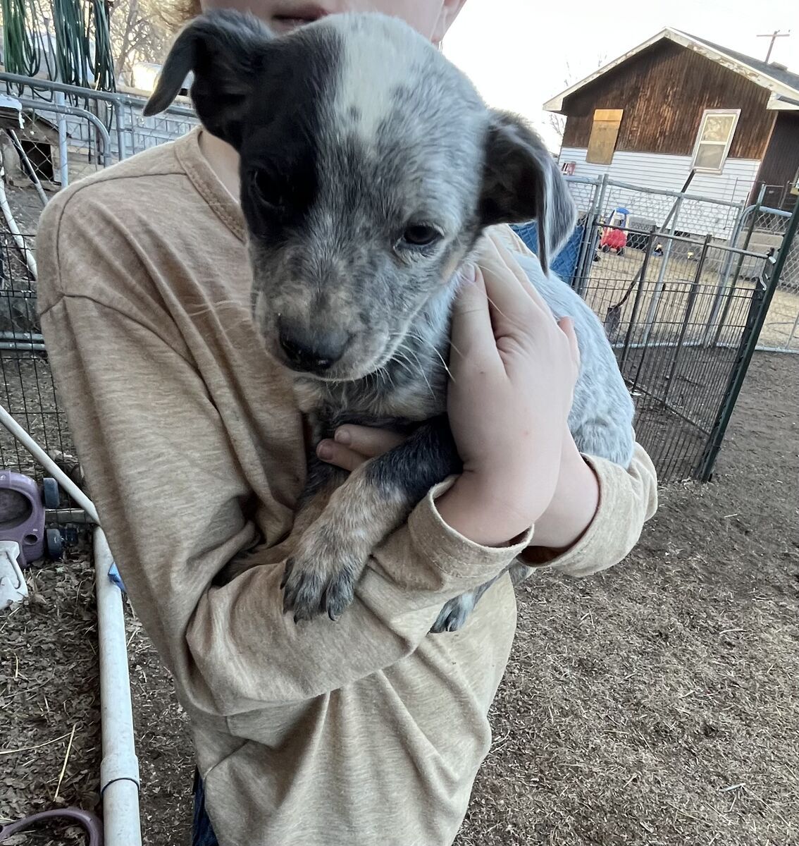 HEELER PUPS - 2 MALES LEFT- PRICE REDUCED!