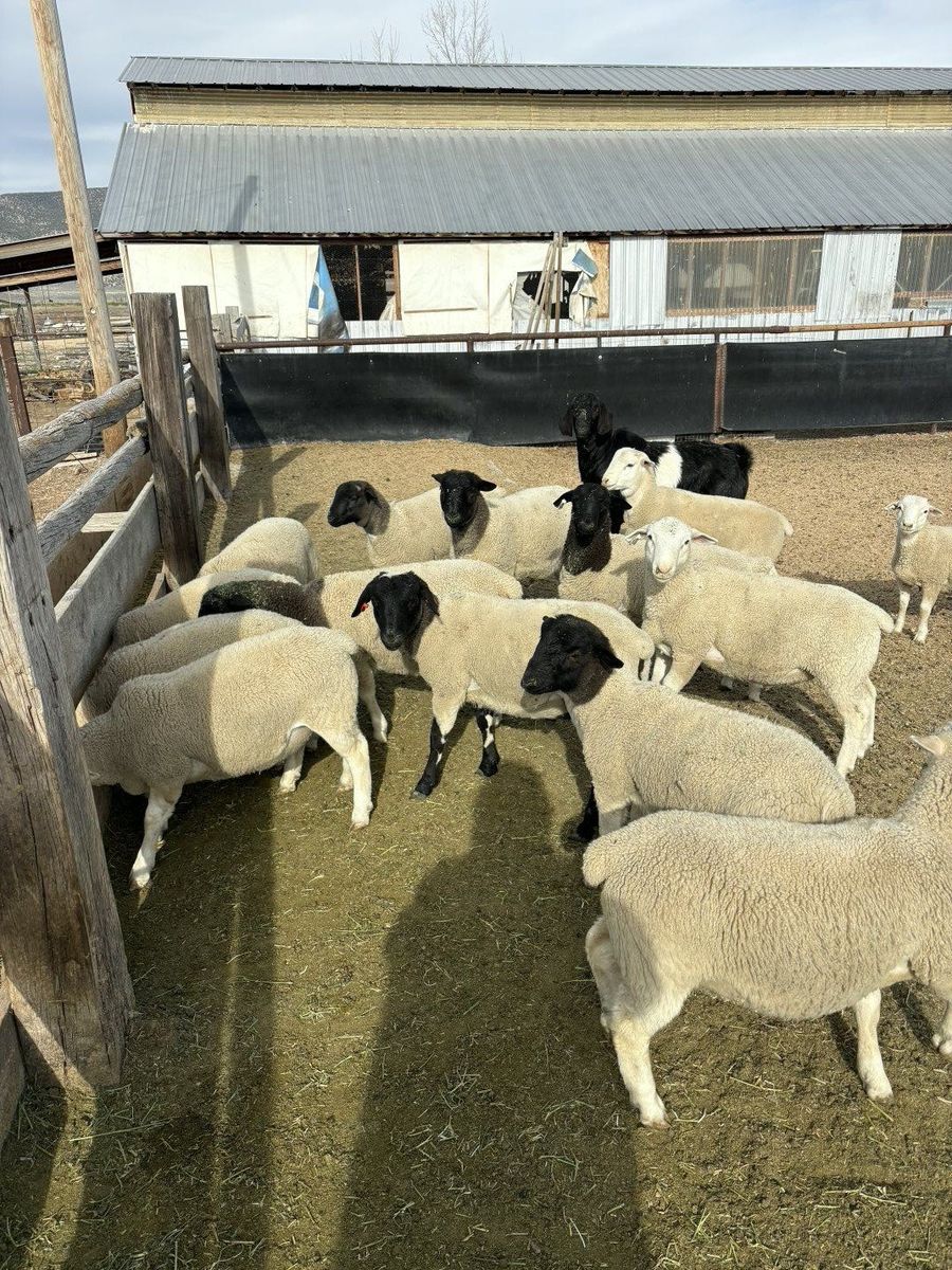 Black Head Dorper Stud Rams