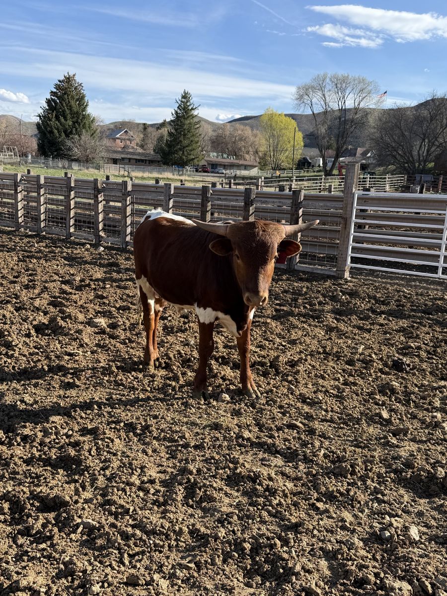 Purebred Yearling Longhorn Bull