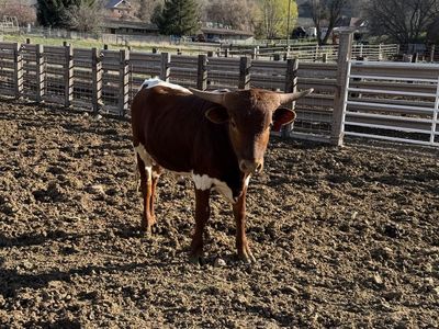 Purebred Yearling Longhorn Bull