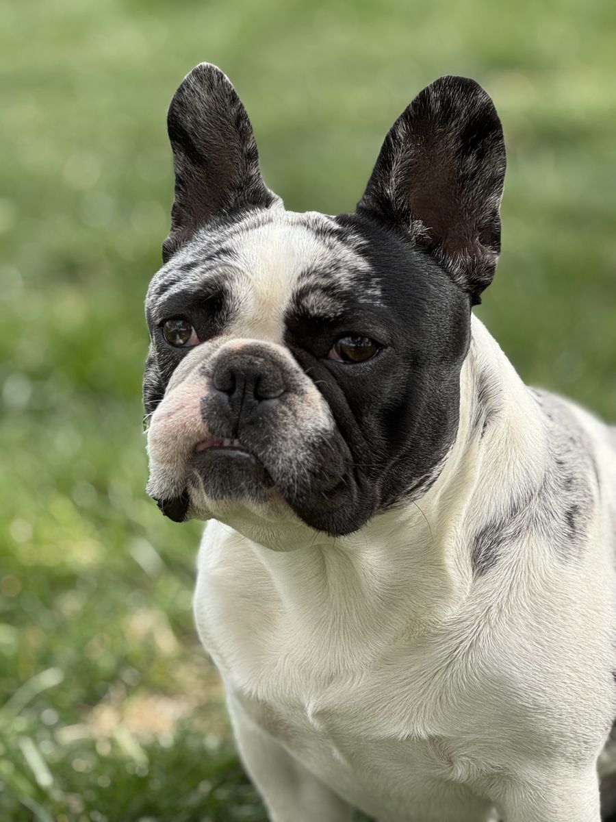 Pure French Bulldog Stud