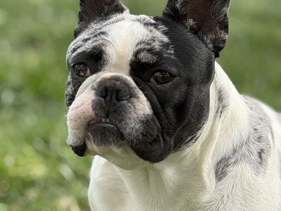 Pure French Bulldog Stud