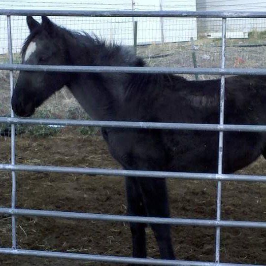 Horse training & Western Riding lessons