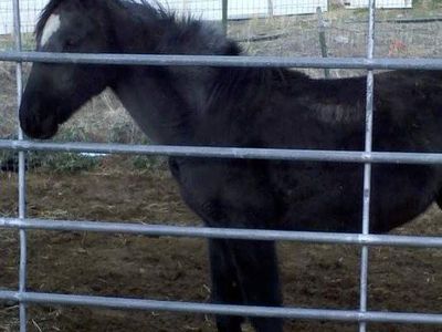 Horse training & Western Riding lessons