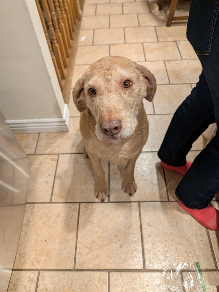 5 year old Chesapeake Bay retriever/poodle mix