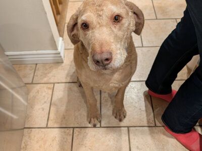 5 year old Chesapeake Bay retriever/poodle mix