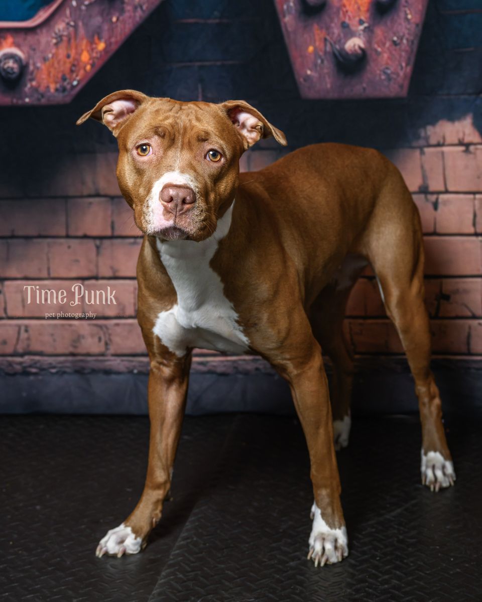 A160426 Tinka is Available for Adoption!