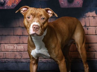 A160426 Tinka is Available for Adoption!