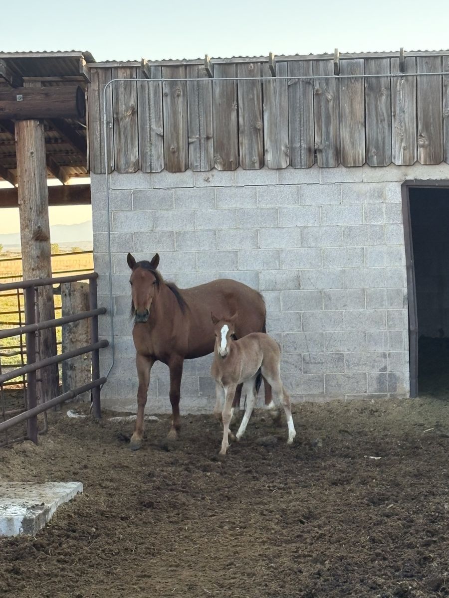 Welch pony mare and filly