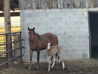 Welch pony mare and filly