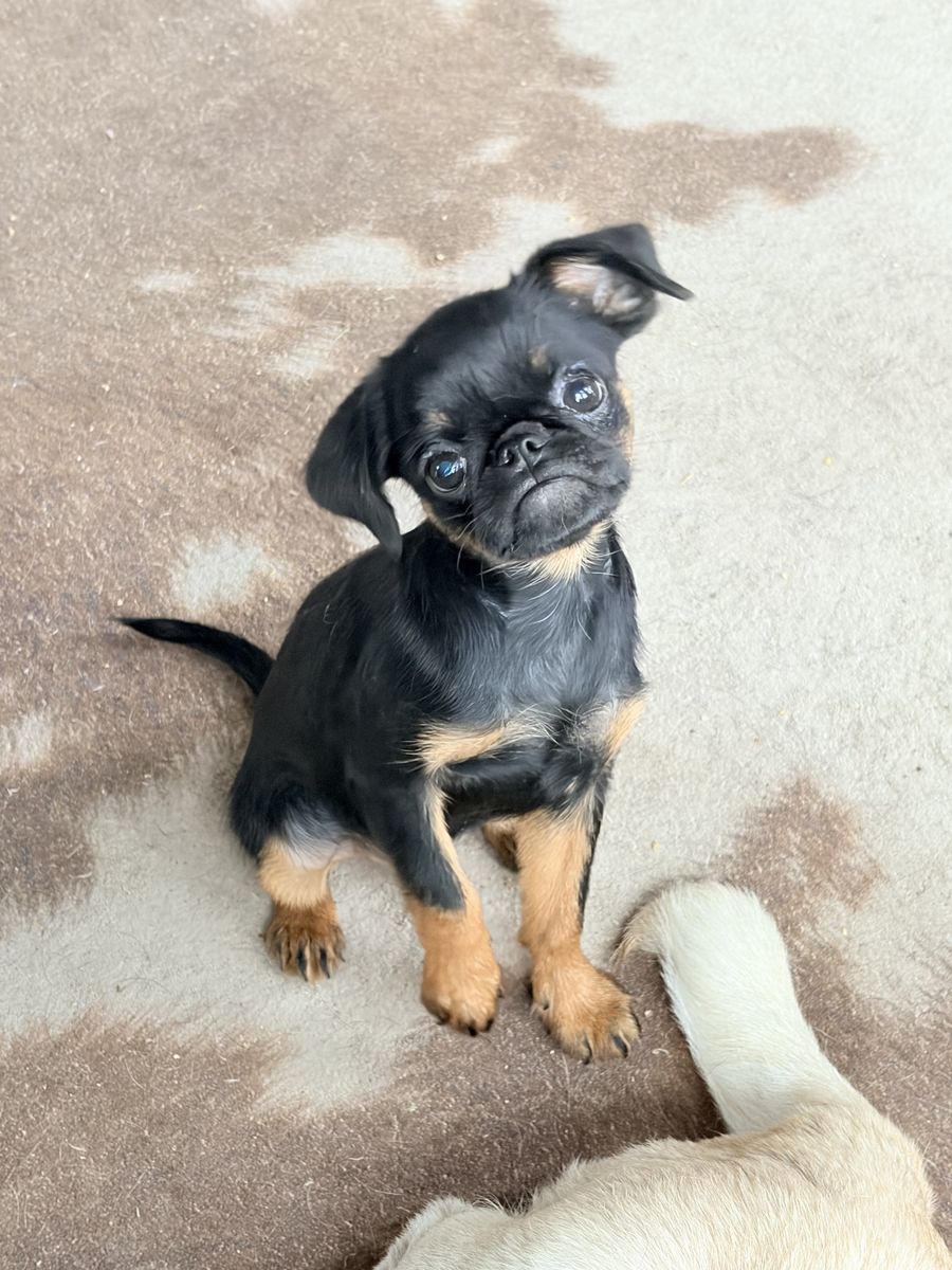 Adorable Brussels Griffon Puppy - Black and Tan