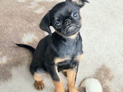 Adorable Brussels Griffon Puppy - Black and Tan