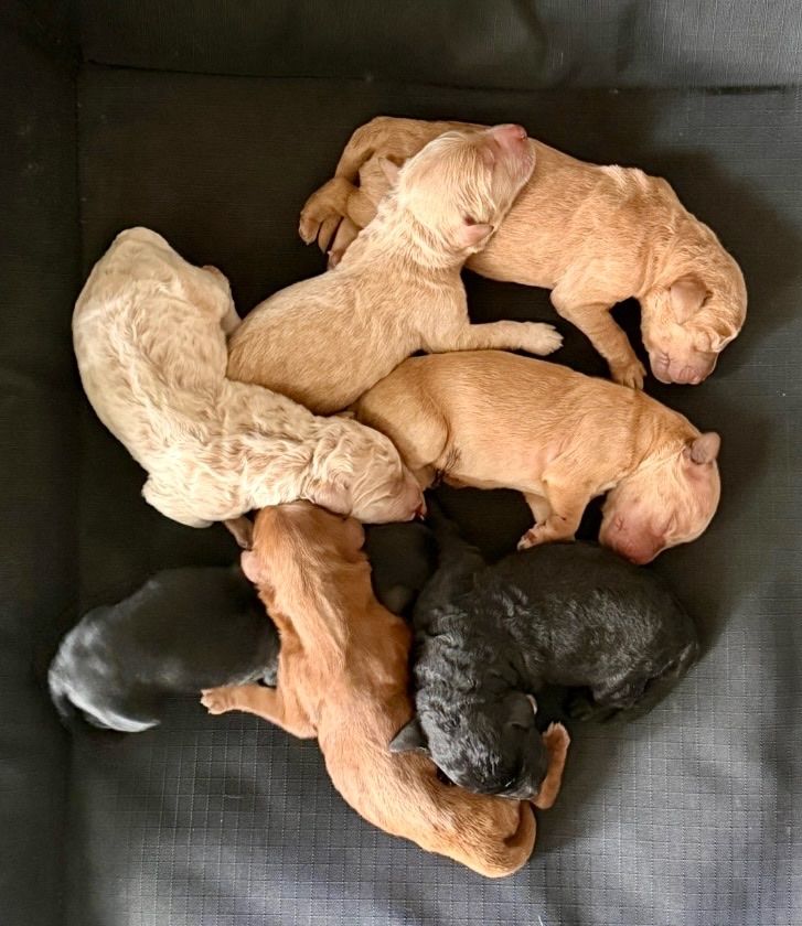Double Doodle Puppies for Sale!