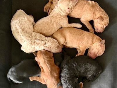 Double Doodle Puppies for Sale!