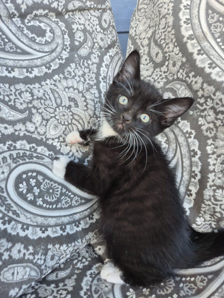 Great with kids and dogs! friendly cuddly kittens!