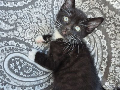 Great with kids and dogs! friendly cuddly kittens!