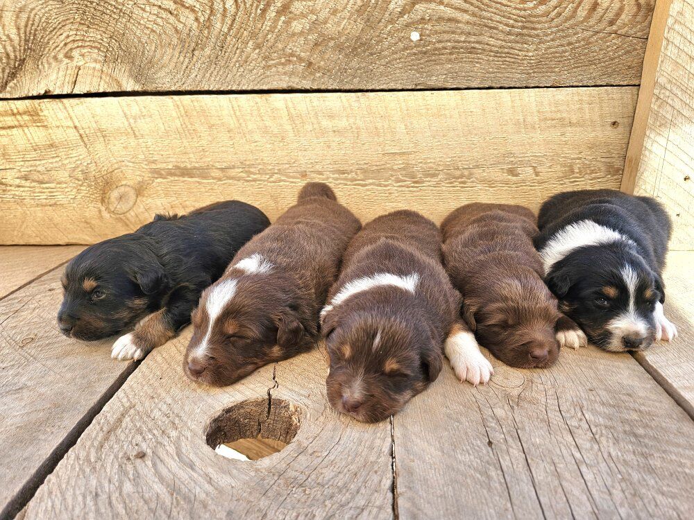 Full Breed Australian Shepherd Puppies